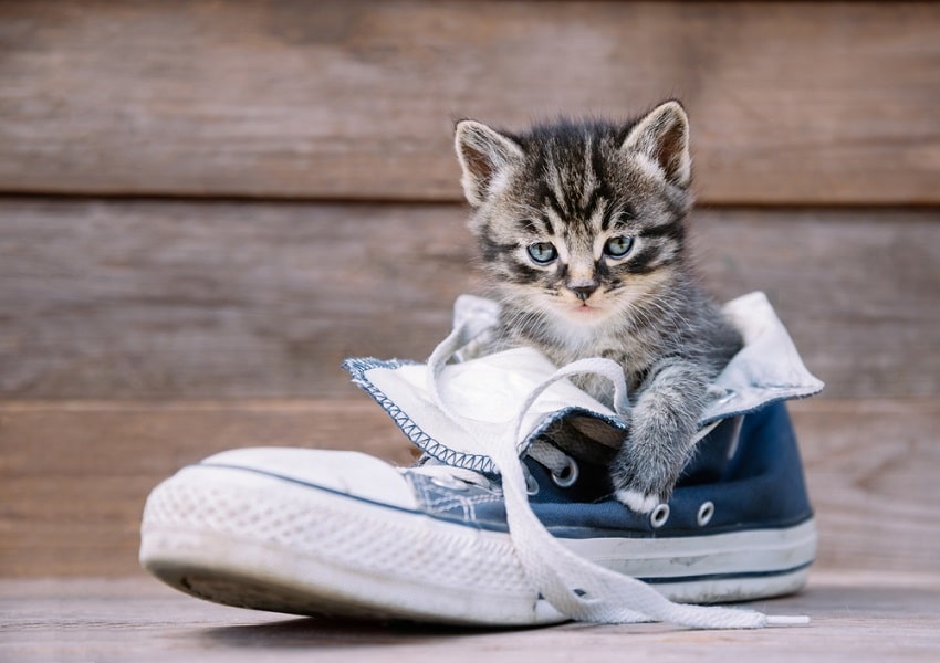 cat in sneakers