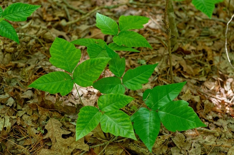 Footwear First Aid: How To Get Poison Ivy Off Shoes Safely